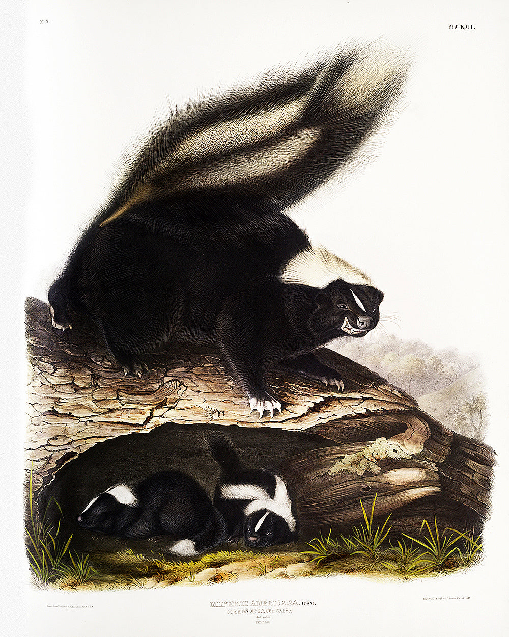 A framed print depicting two skunks near a fallen log.