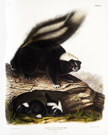 A framed print depicting two skunks near a fallen log.