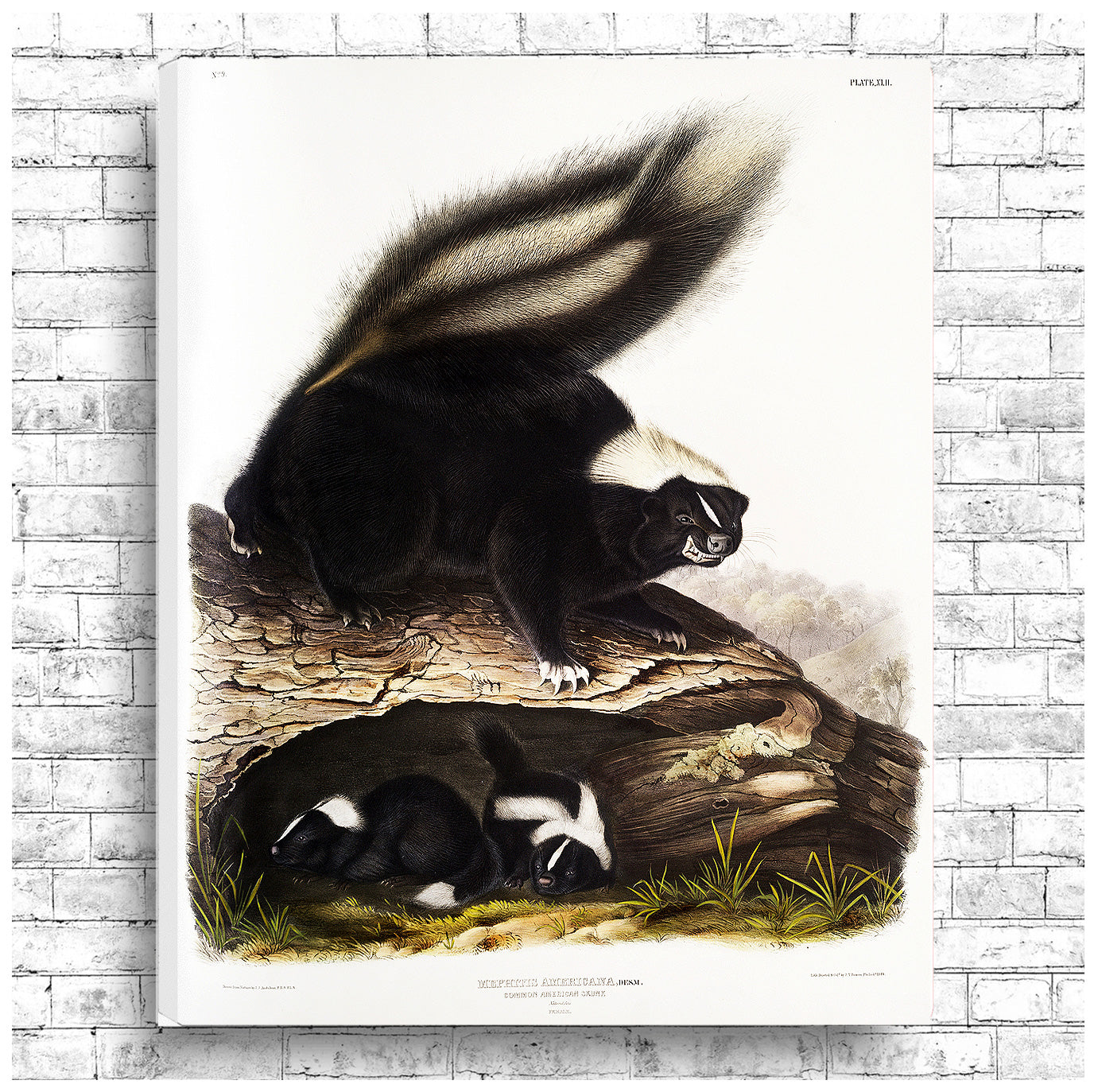 A framed print depicting two skunks near a fallen log.