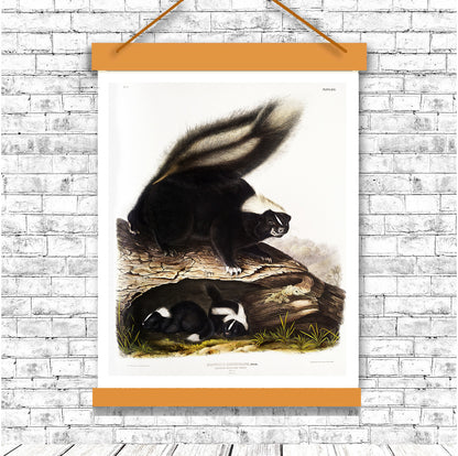 American Skunk by John J. Audubon