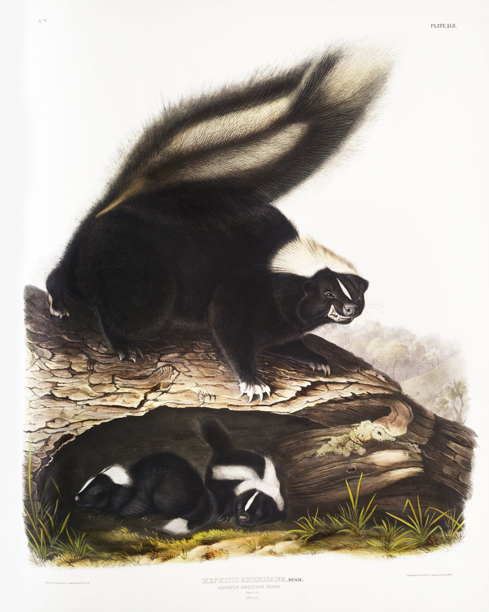 American Carnivores by John J. Audubon #1