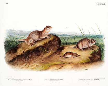 A framed print featuring an illustration of American Souslik by John J. Audubon.