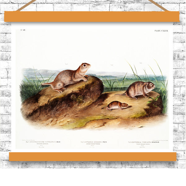 American Souslik by John J. Audubon