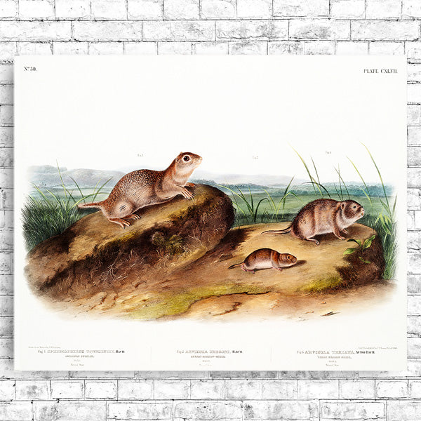 A framed print featuring an illustration of American Souslik by John J. Audubon.