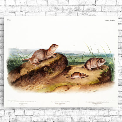 A framed print featuring an illustration of American Souslik by John J. Audubon.