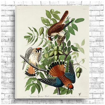 A framed print of American Sparrow Hawk with accompanying birds perched on branches, featuring a predominantly green, brown, and white color palette.
