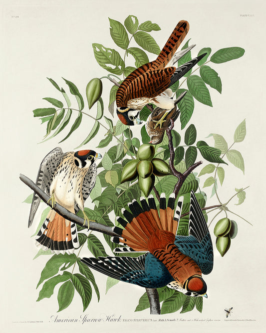 A framed print of American Sparrow Hawk with accompanying birds perched on branches, featuring a predominantly green, brown, and white color palette.