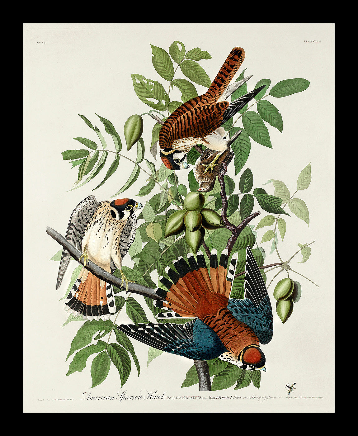 American Sparrow Hawk