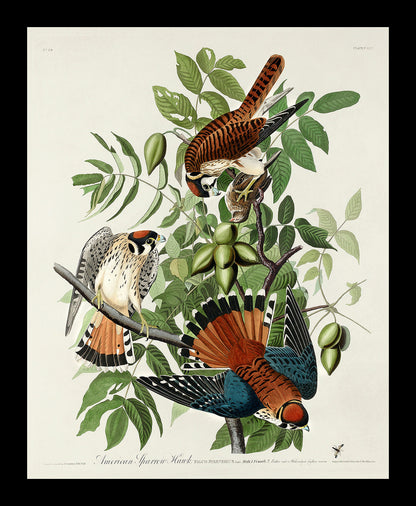 American Sparrow Hawk