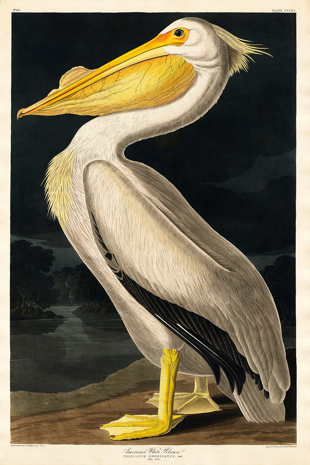A framed print of an American White Pelican by John J. Audubon, featuring a pelican with a yellow beak and grey-white plumage against a dark background.