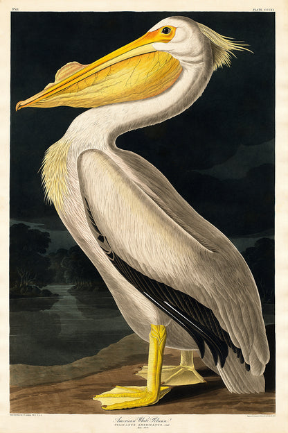 A framed print of an American White Pelican by John J. Audubon, featuring a pelican with a yellow beak and grey-white plumage against a dark background.