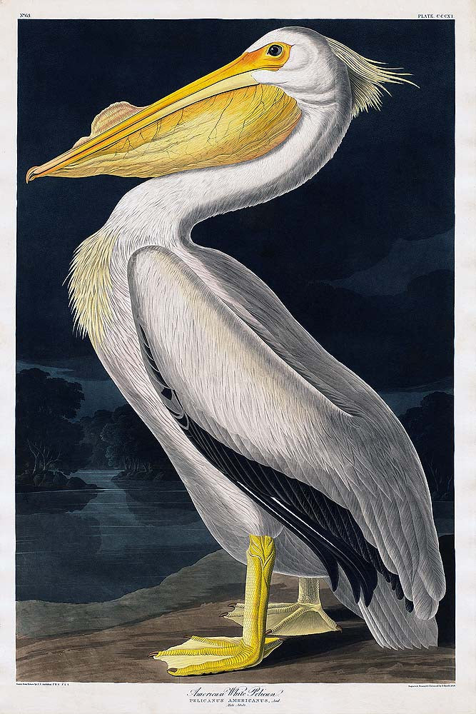 A framed print of an American White Pelican by John J. Audubon, featuring a pelican with a yellow beak and grey-white plumage against a dark background.
