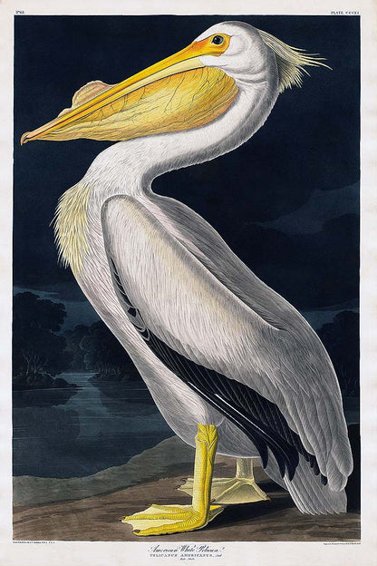 A framed print of an American White Pelican by John J. Audubon, featuring a pelican with a yellow beak and grey-white plumage against a dark background.