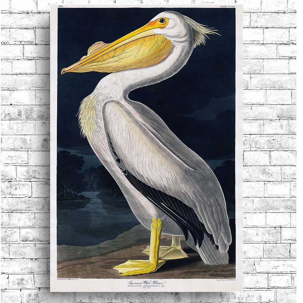 American White Pelican by John J. Audubon