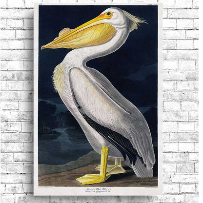 American White Pelican by John J. Audubon