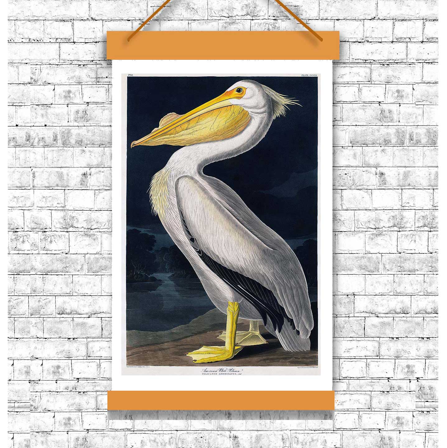 American White Pelican by John J. Audubon