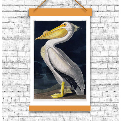 American White Pelican by John J. Audubon