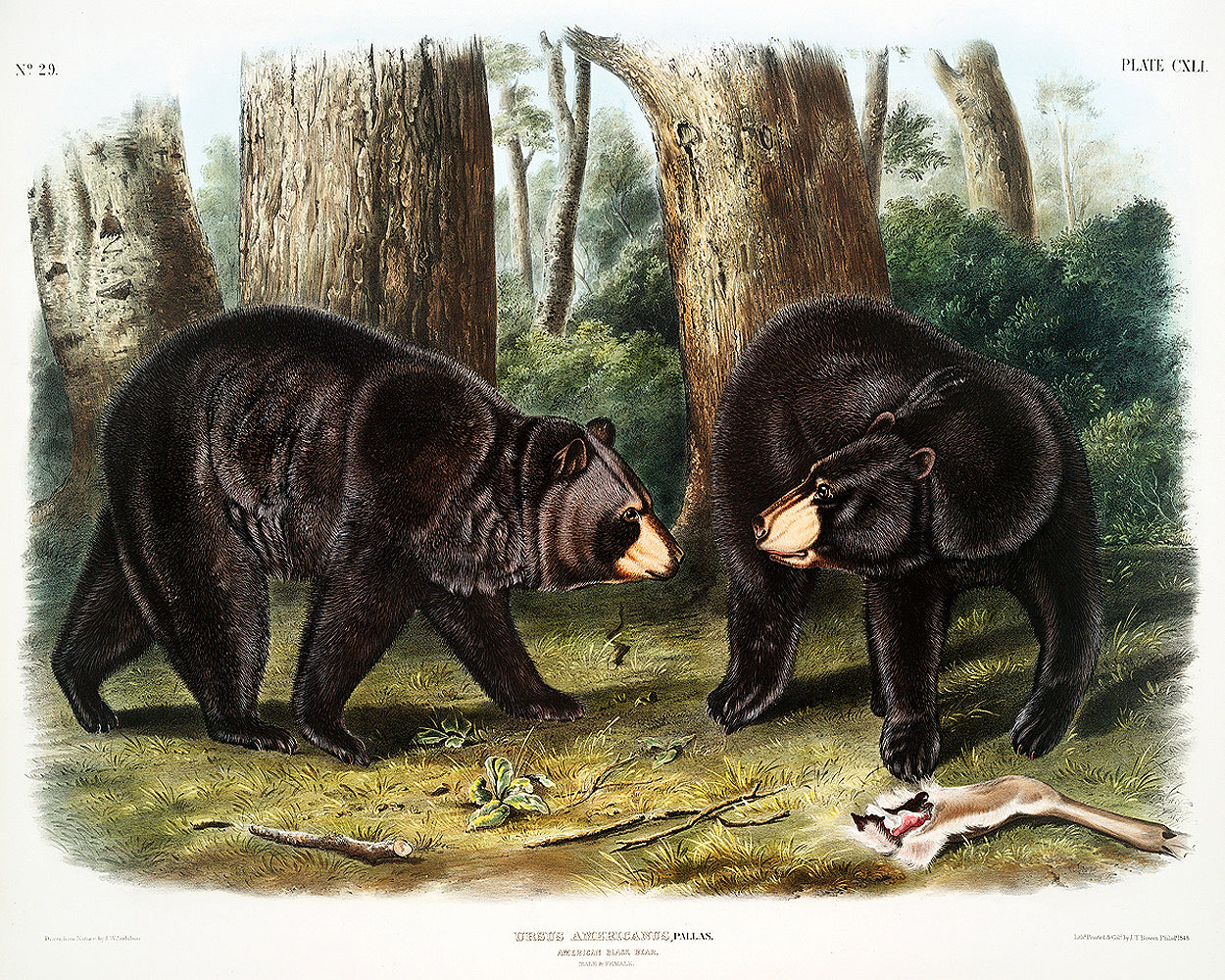 American Black Bear by John J. Audubon