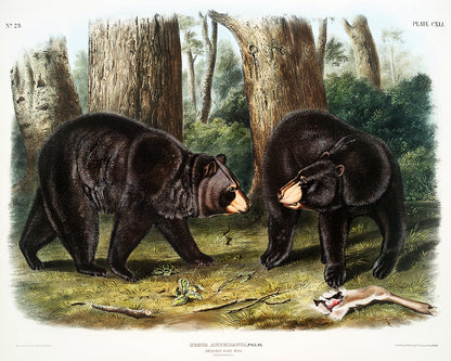 American Black Bear by John J. Audubon