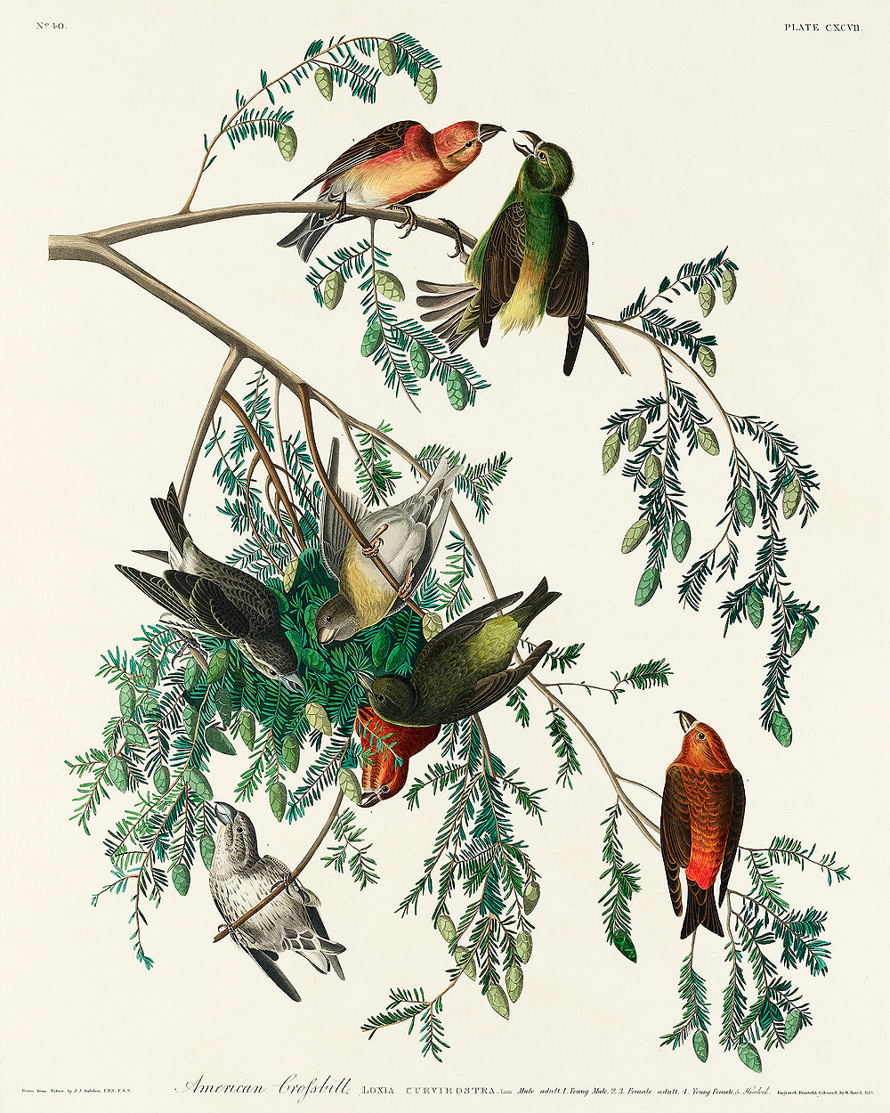 A framed print featuring illustrations of birds, specifically American Crossbills, perched on branches.