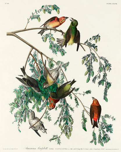 A framed print featuring illustrations of birds, specifically American Crossbills, perched on branches.