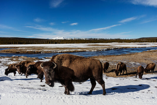 American Bison at Yellowstone