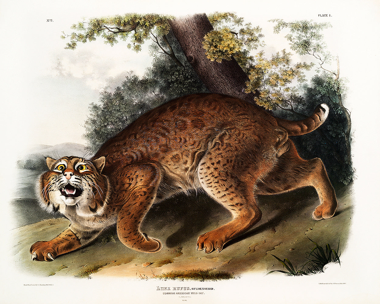 A framed print depicting an illustration of a wild cat by John J. Audubon.