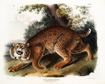 A framed print depicting an illustration of a wild cat by John J. Audubon.