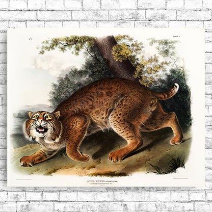 A framed print depicting an illustration of a wild cat by John J. Audubon.