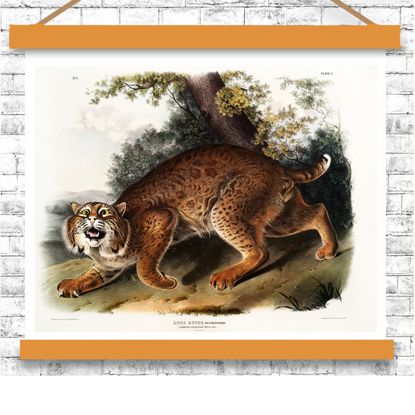 American wild cat by John J. Audubon