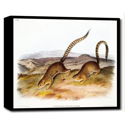 Annulated Marmot Squirrel by John J. Audubon