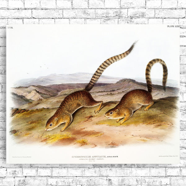 A framed print featuring two squirrels on a landscape background, presented in a black frame.