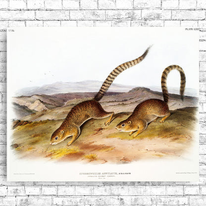 A framed print featuring two squirrels on a landscape background, presented in a black frame.