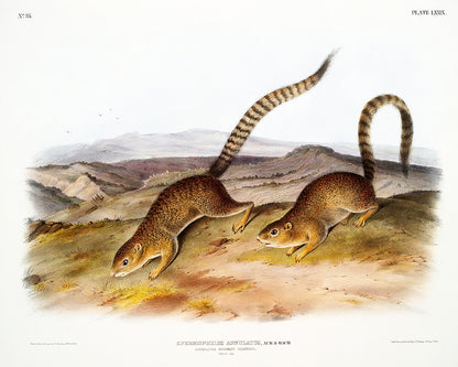 A framed print featuring two squirrels on a landscape background, presented in a black frame.