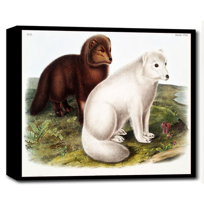 Arctic Fox by John J. Audubon