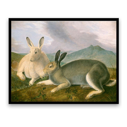 Arctic Hare by John J. Audubon  | Choose Style | Size & Trim Color