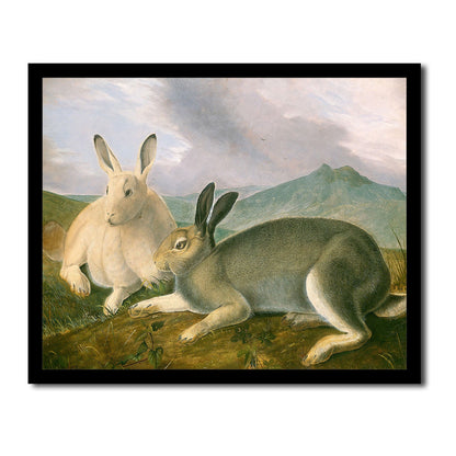 Arctic Hare by John J. Audubon