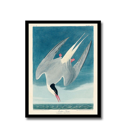 American White Pelican by John J. Audubon