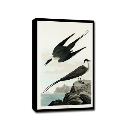 Arctic Yager by John J. Audubon