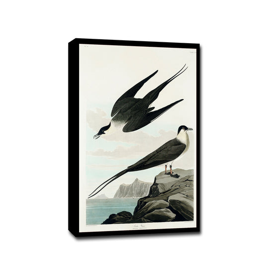 Arctic Yager by John J. Audubon