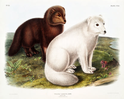 A framed print depicting two Arctic foxes, one brown and one white, sitting on a grassy terrain with flowers.