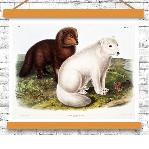 Arctic Fox by John J. Audubon
