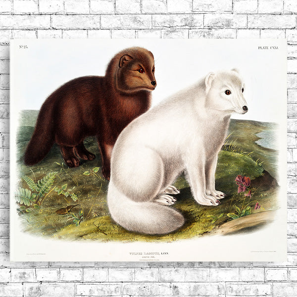 A framed print depicting two Arctic foxes, one brown and one white, sitting on a grassy terrain with flowers.