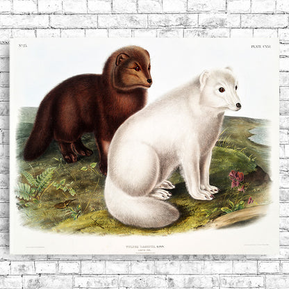 A framed print depicting two Arctic foxes, one brown and one white, sitting on a grassy terrain with flowers.