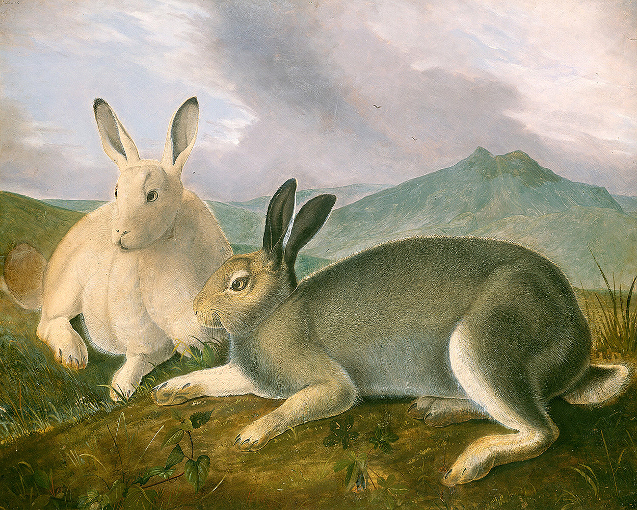 A printed art piece featuring two rabbits in a natural landscape setting, framed in a black frame.