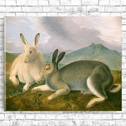 Arctic Hare by John J. Audubon