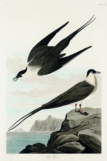 A framed print of two birds perched on rocks, with a black border and a white background.