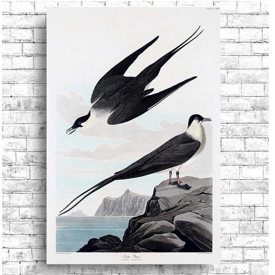 Arctic Yager by John J. Audubon