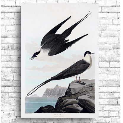 Arctic Yager by John J. Audubon