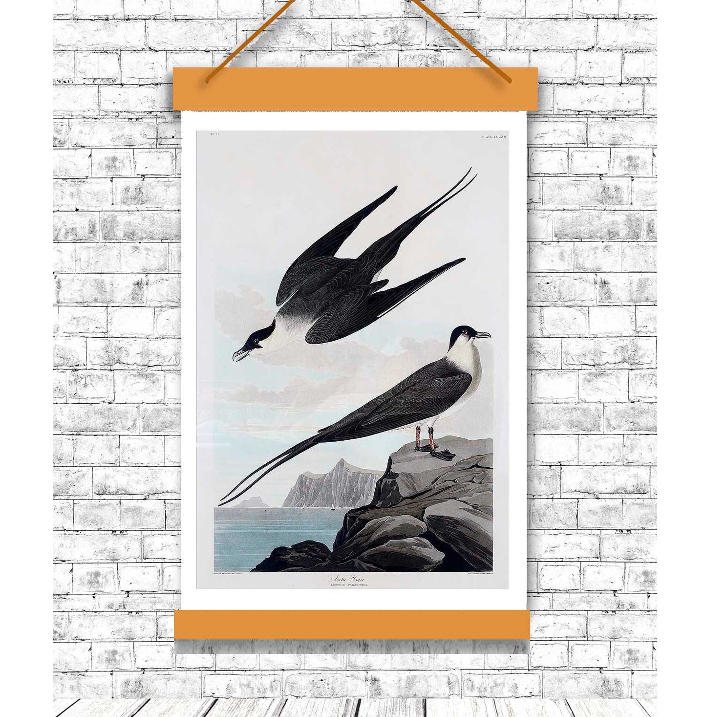 A framed print of two birds perched on rocks, with a black border and a white background.